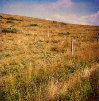 polaroïd de prairie