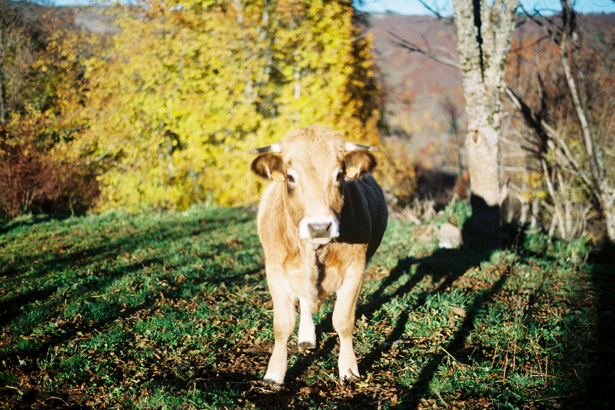 une vache dans la campagne